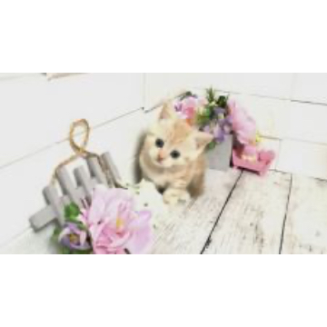 animal_image