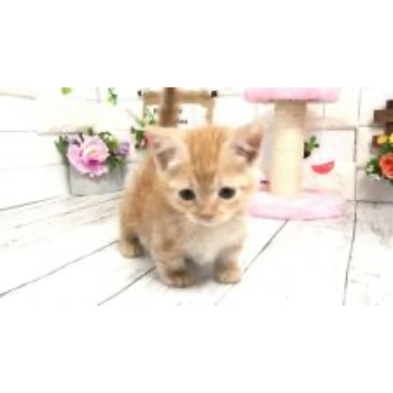 animal_image