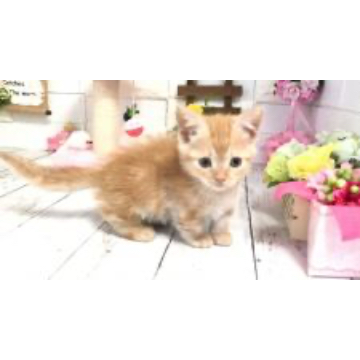 animal_image