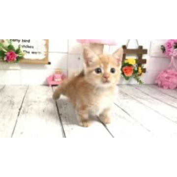 animal_image