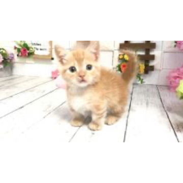 animal_image