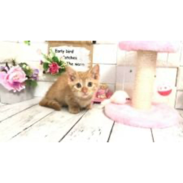 animal_image