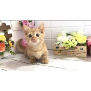 animal_image