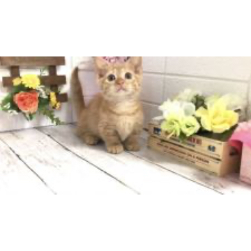 animal_image