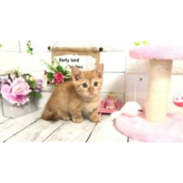 animal_image