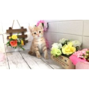 animal_image
