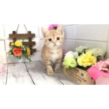animal_image