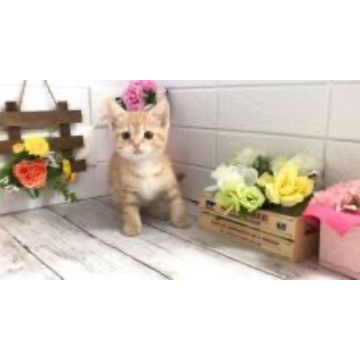 animal_image