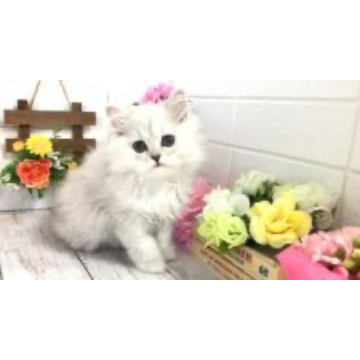 animal_image
