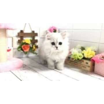 animal_image