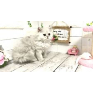 animal_image