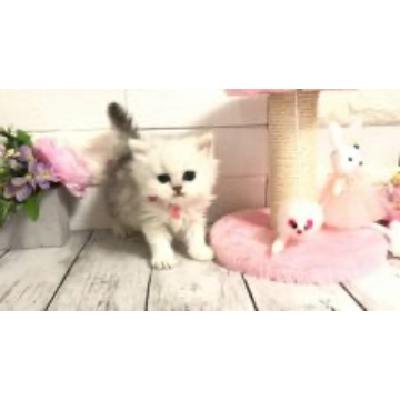 animal_image