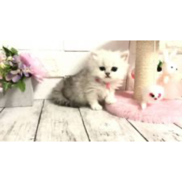 animal_image