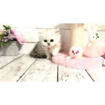 animal_image