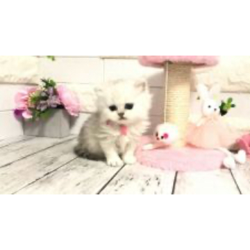 animal_image