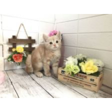 animal_image