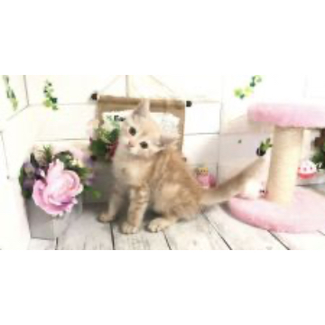 animal_image