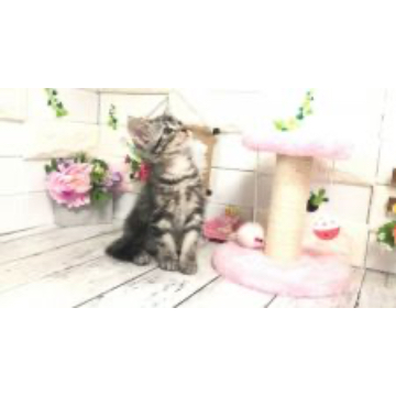 animal_image
