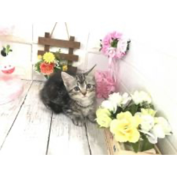 animal_image