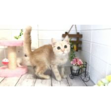 animal_image