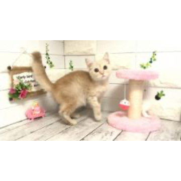animal_image
