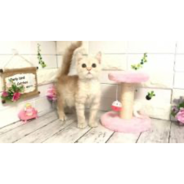 animal_image