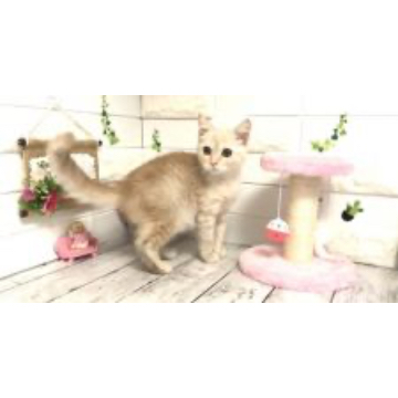 animal_image