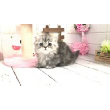 animal_image