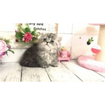 animal_image