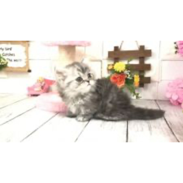 animal_image