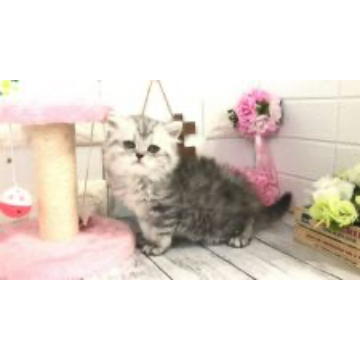 animal_image