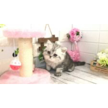 animal_image