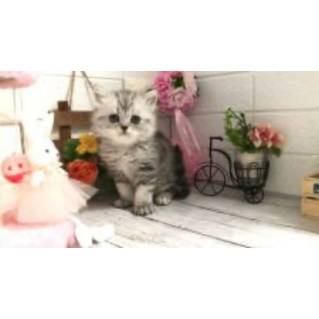 animal_image
