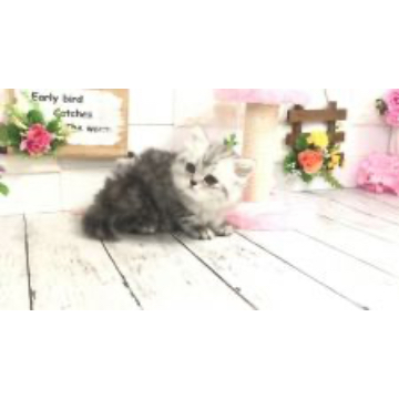 animal_image