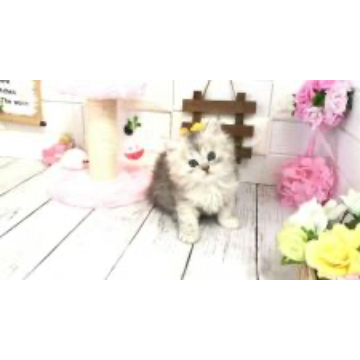animal_image