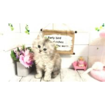 animal_image