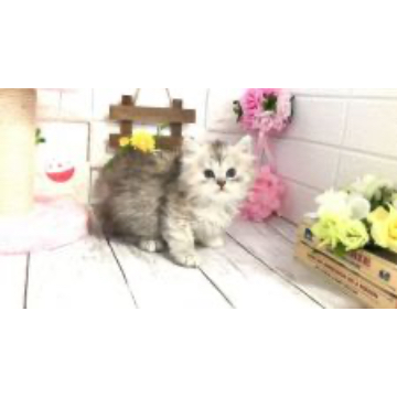 animal_image