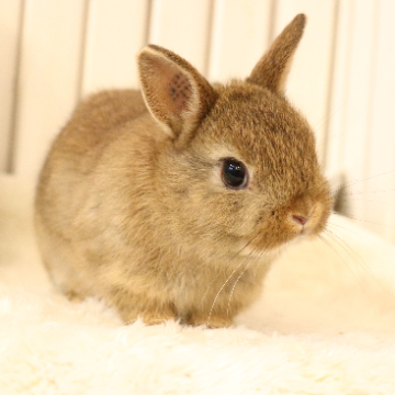 animal_image