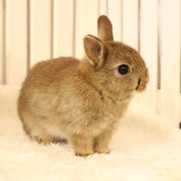 animal_image