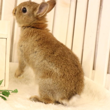 animal_image
