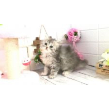 animal_image