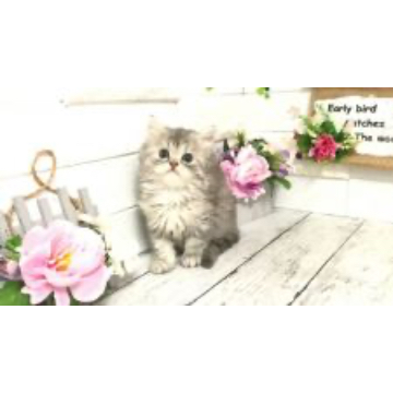 animal_image