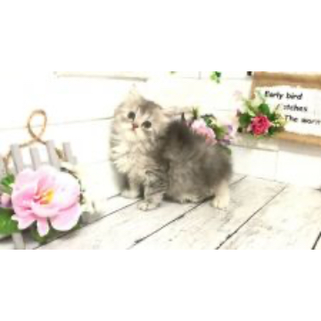 animal_image