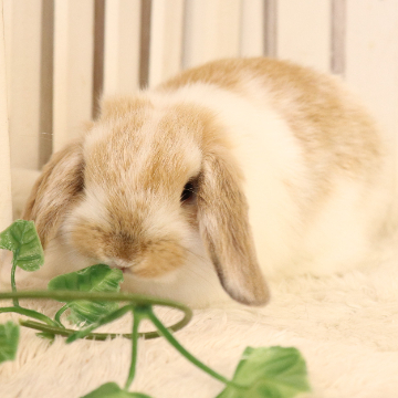 animal_image