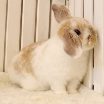 animal_image
