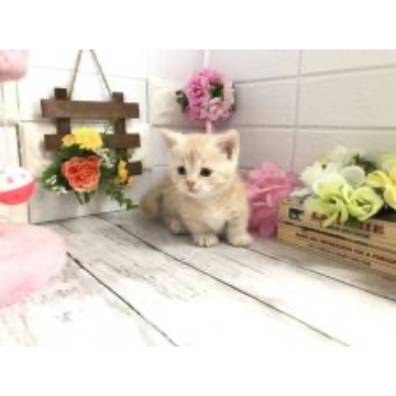 animal_image