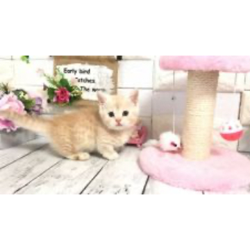animal_image