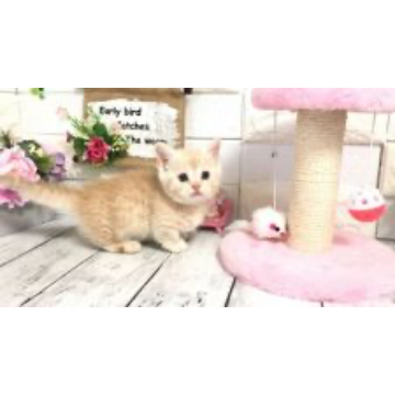 animal_image