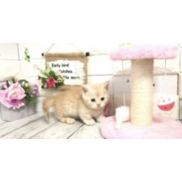 animal_image