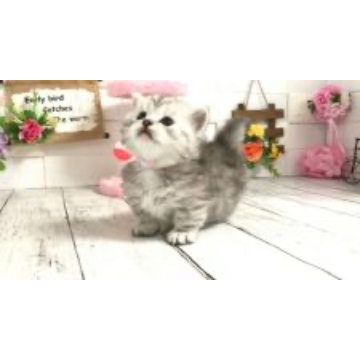 animal_image